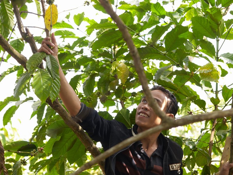 Bolaven Plateau, Coffee